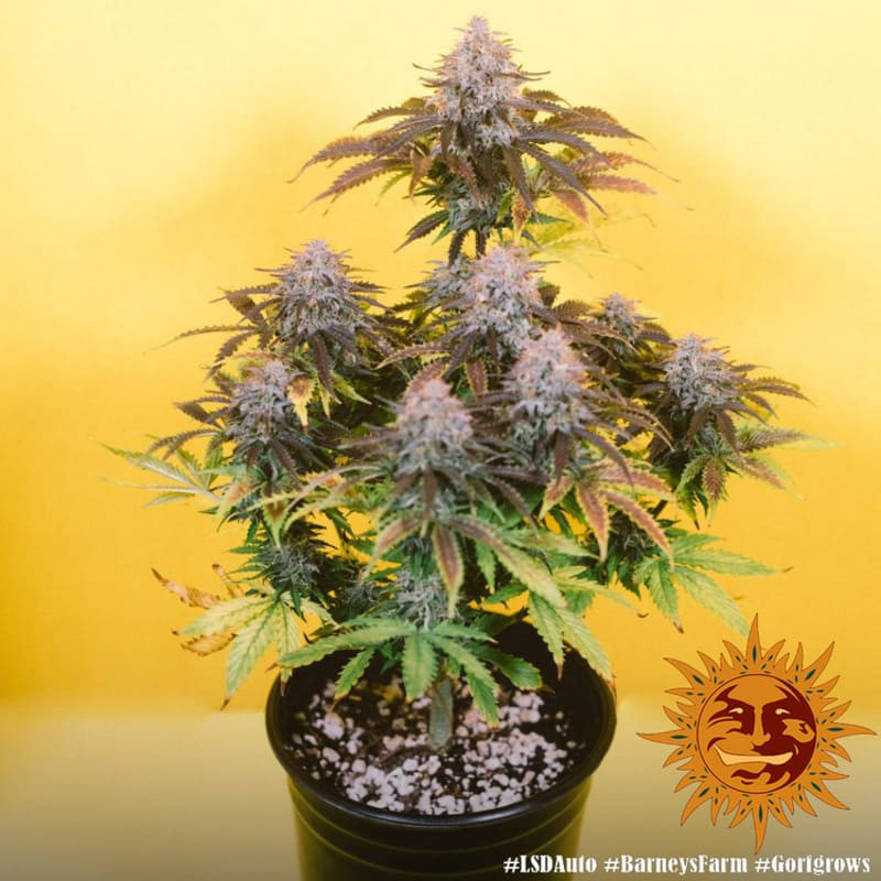 LSD Auto - Barney's Farm LSD Auto - Barney's Farm