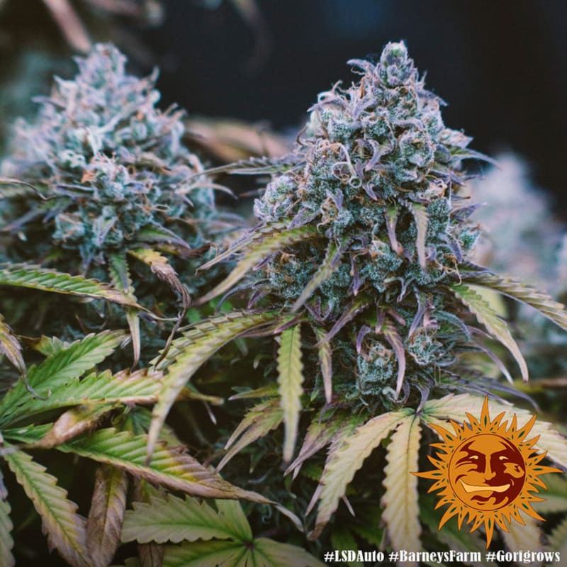 LSD Auto - Barney's Farm LSD Auto - Barney's Farm