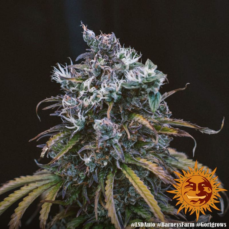LSD Auto - Barney's Farm LSD Auto - Barney's Farm