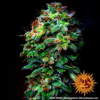 LSD - Barney's Farm