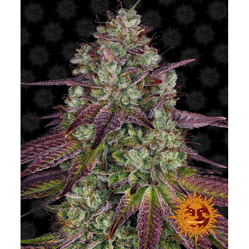 Mimosa Evo - Barney's Farm