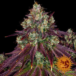 Mimosa Evo - Barney's Farm