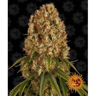 Orange Sherbert - Barney's Farm