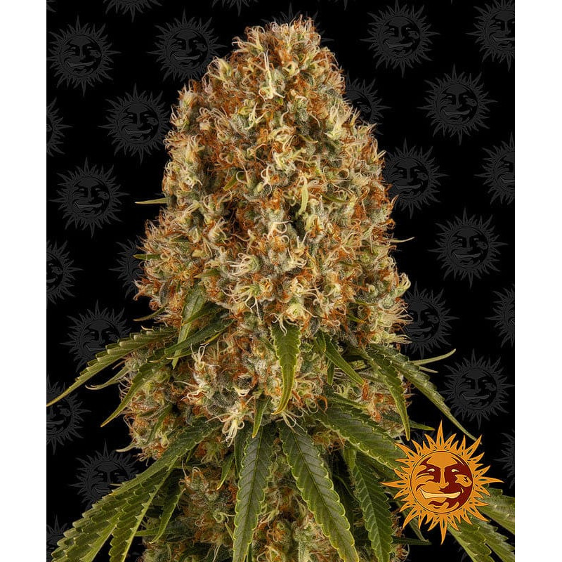 Orange Sherbert - Barney's Farm