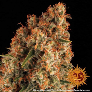 Orange Sherbert - Barney's Farm