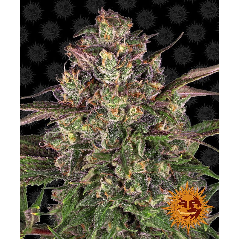 Peyote Critical - Barney's Farm