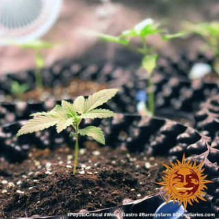 Peyote Critical - Barney's Farm
