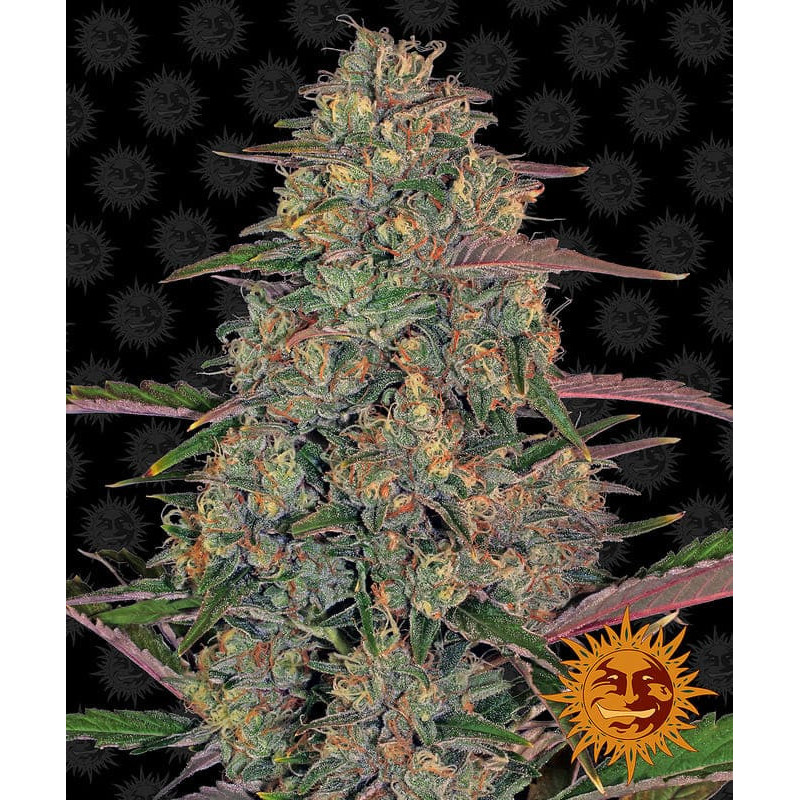 Pineapple Chunk - Barney's Farm