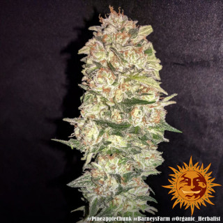 Pineapple Chunk - Barney's Farm