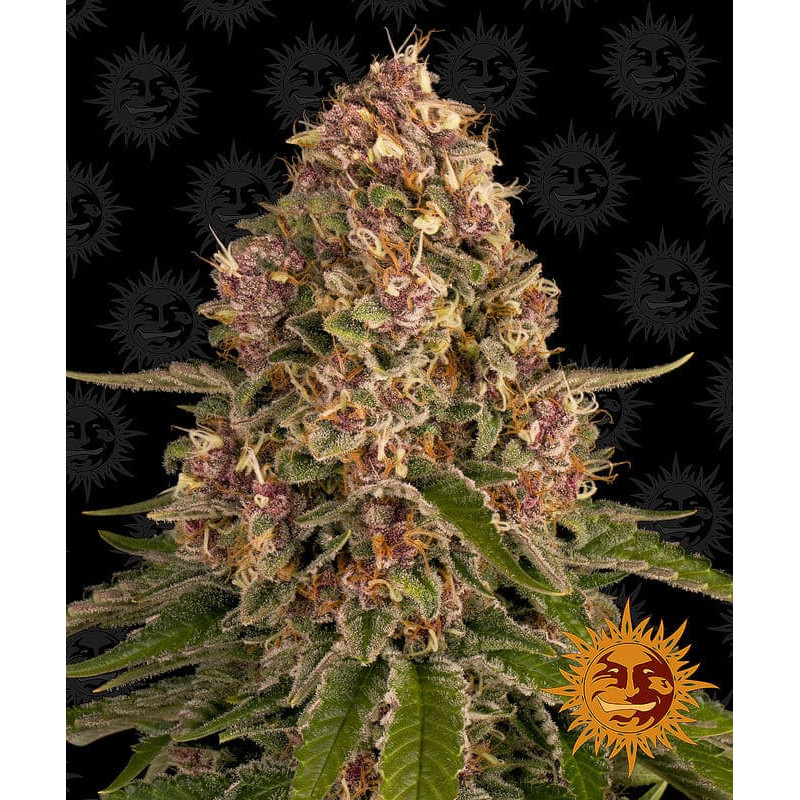 Pink Kush - Barney's Farm