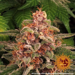 Pink Kush - Barney's Farm