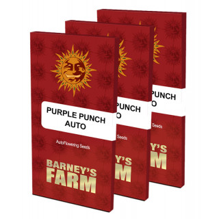 Purple Punch Auto - Barney's Farm