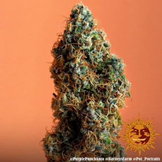 Purple Punch Auto - Barney's Farm