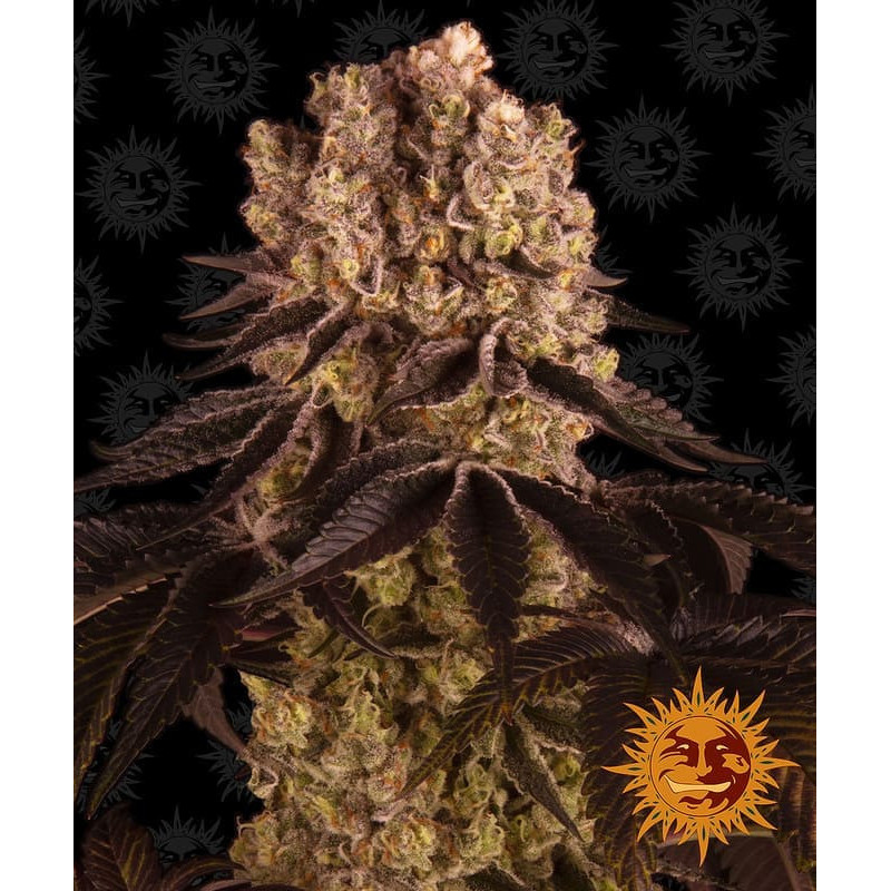 Purple Punch - Barney's Farm