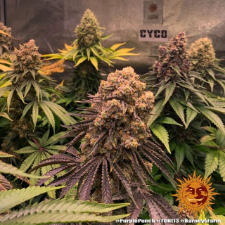 Purple Punch - Barney's Farm