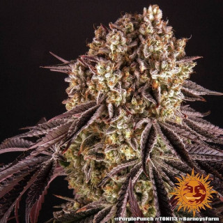Purple Punch - Barney's Farm
