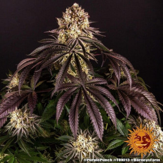 Purple Punch - Barney's Farm