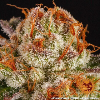 Purple Punch - Barney's Farm