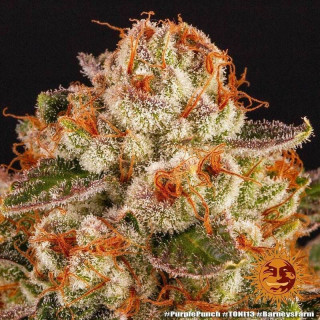 Purple Punch - Barney's Farm