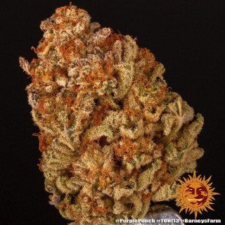 Purple Punch - Barney's Farm
