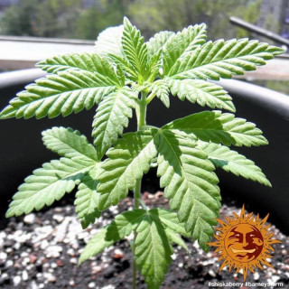 Shiskaberry  - Barney's Farm