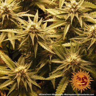 Shiskaberry  - Barney's Farm