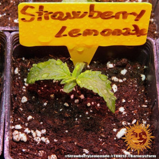 Strawberry Lemonade - Barney's Farm