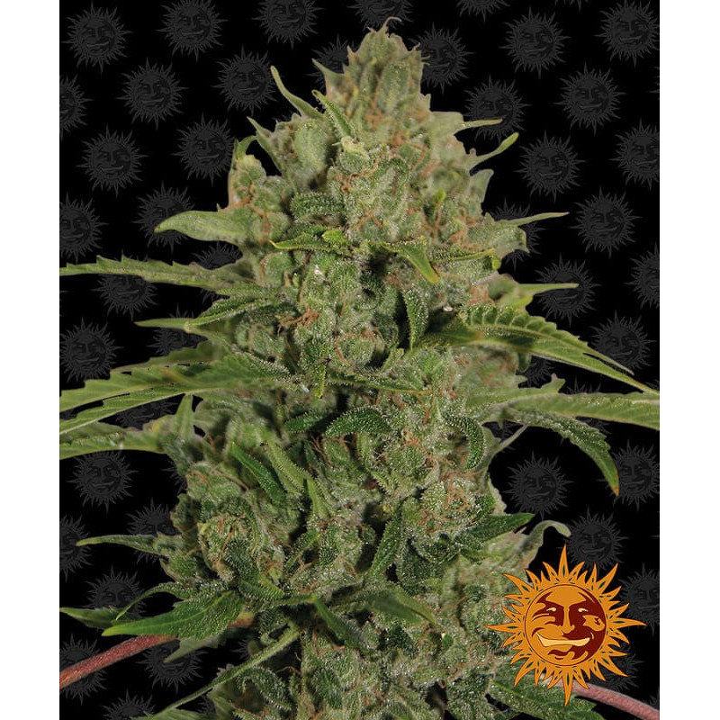 Triple Cheese - Barney's Farm