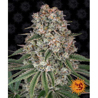 Tropicanna Banana - Barney's Farm