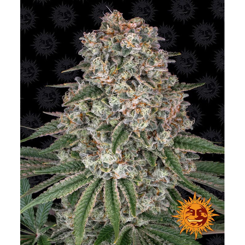 Tropicanna Banana - Barney's Farm