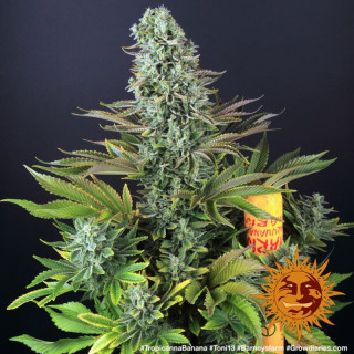 Tropicanna Banana - Barney's Farm