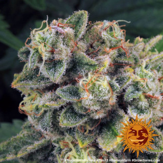 Tropicanna Banana - Barney's Farm
