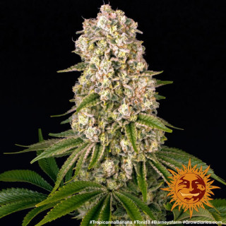 Tropicanna Banana - Barney's Farm