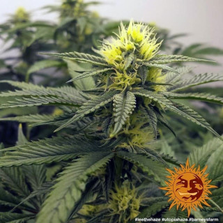 Utopia Haze - Barney's Farm