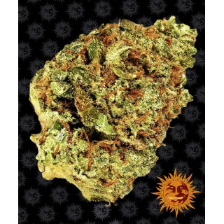 Watermelon Zkittlez Auto - Barney's Farm