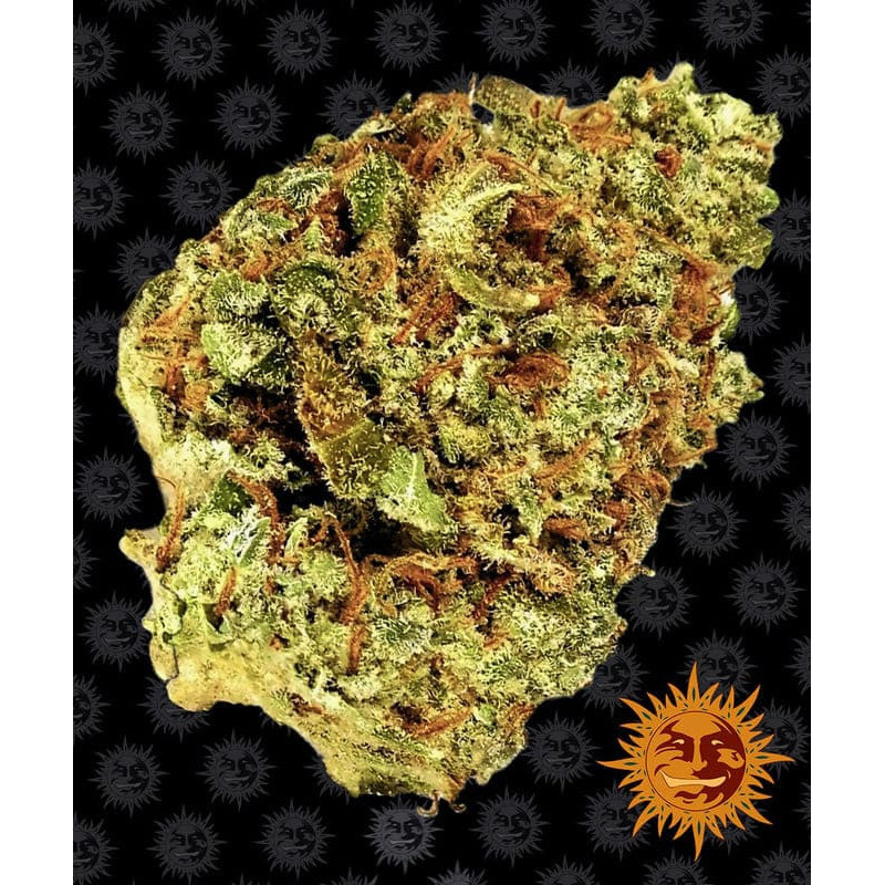 Watermelon Zkittlez  Auto - Barney's Farm
