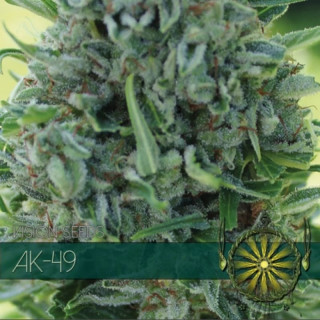 Ak 49 féminisée vision seeds Graines de Collection