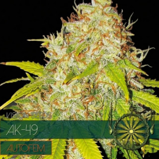 AK-49 Auto - Vision Seeds - Graines de Collection
