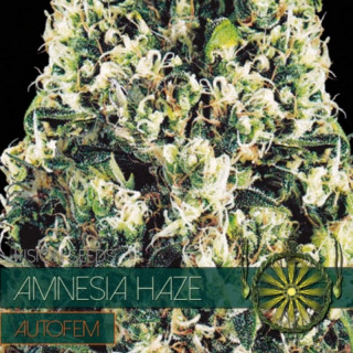 Amnesia haze auto vision seeds Graines de Collection
