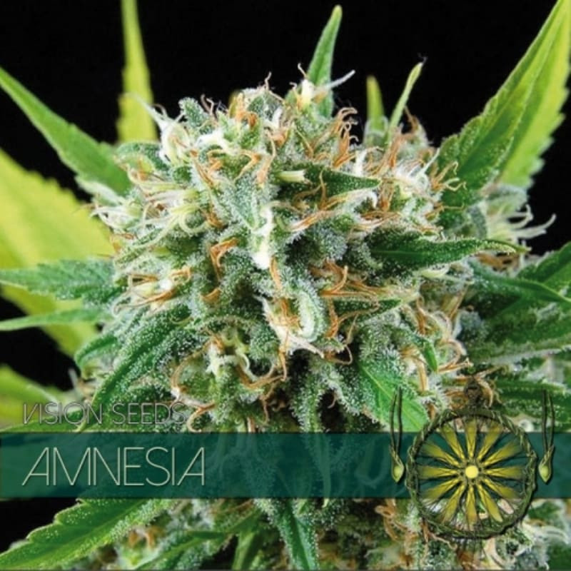 Amnesia vision seeds féminisée Graines de Collection