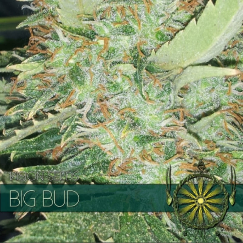 Big bud - Féminisée - Vision Seeds | ROOTS-SEEDS.FR
