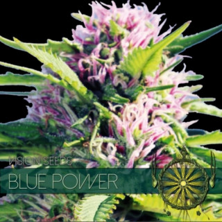 Blue power - Féminisée - Vision Seeds