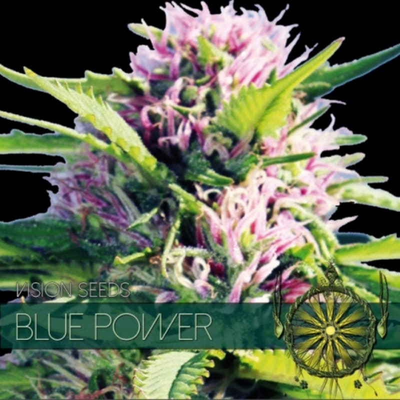 Blue power - Féminisée - Vision Seeds