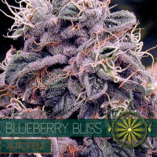 Blueberrry bliss auto vision seeds Graines de Collection