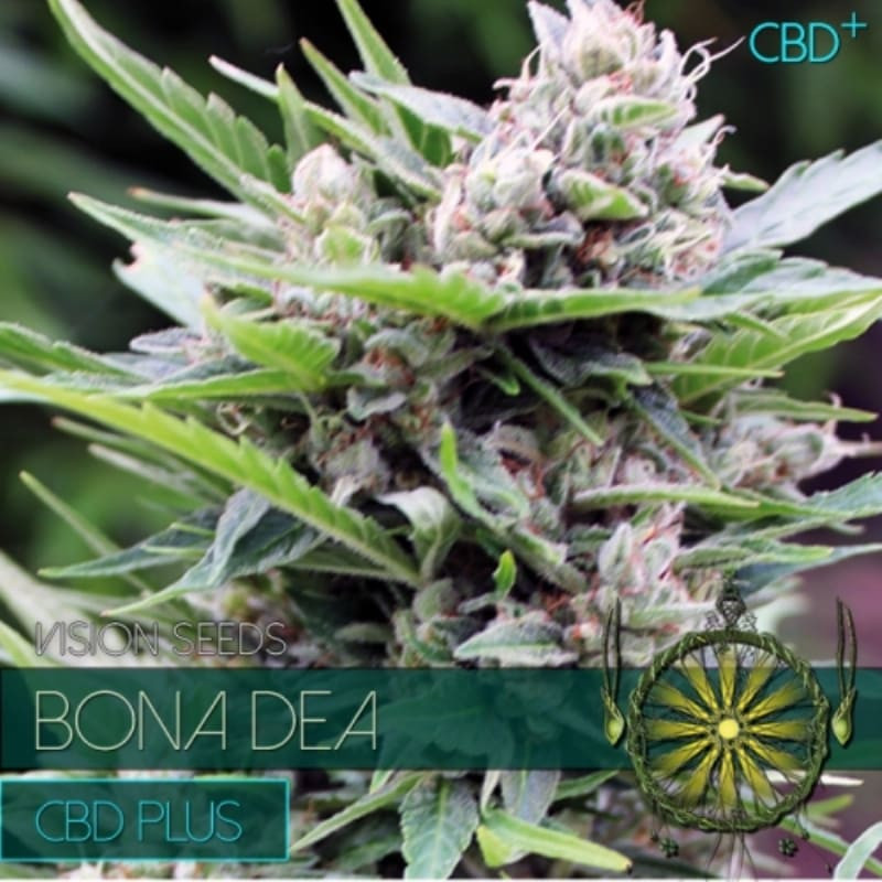 Bona Dea CBD+ - Féminisée - Vision Seeds | ROOTS-SEEDS.FR