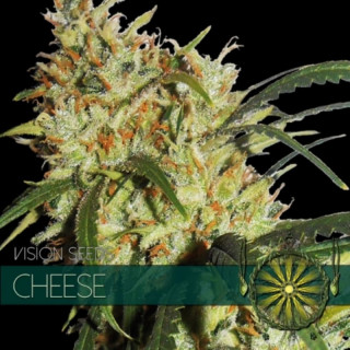 Cheese vision seeds...