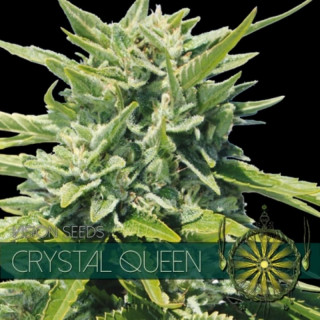 Cristal queen vision seeds...