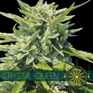 Cristal queen vision seeds féminisée Graines de Collection