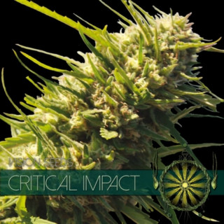 Critical Impact - Féminisée - Vision Seeds | ROOTS-SEEDS.FR