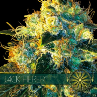 Jack herer - Féminisée - Vision Seeds | ROOTS.SEEDS.FR